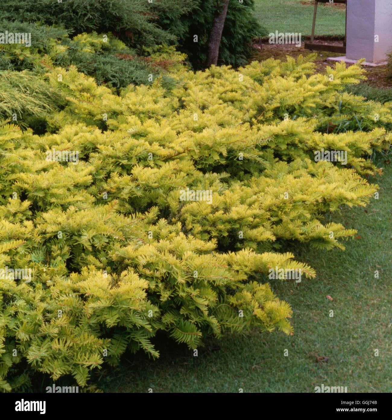 Taxus baccata - `Summergold'   CON007455 Stock Photo